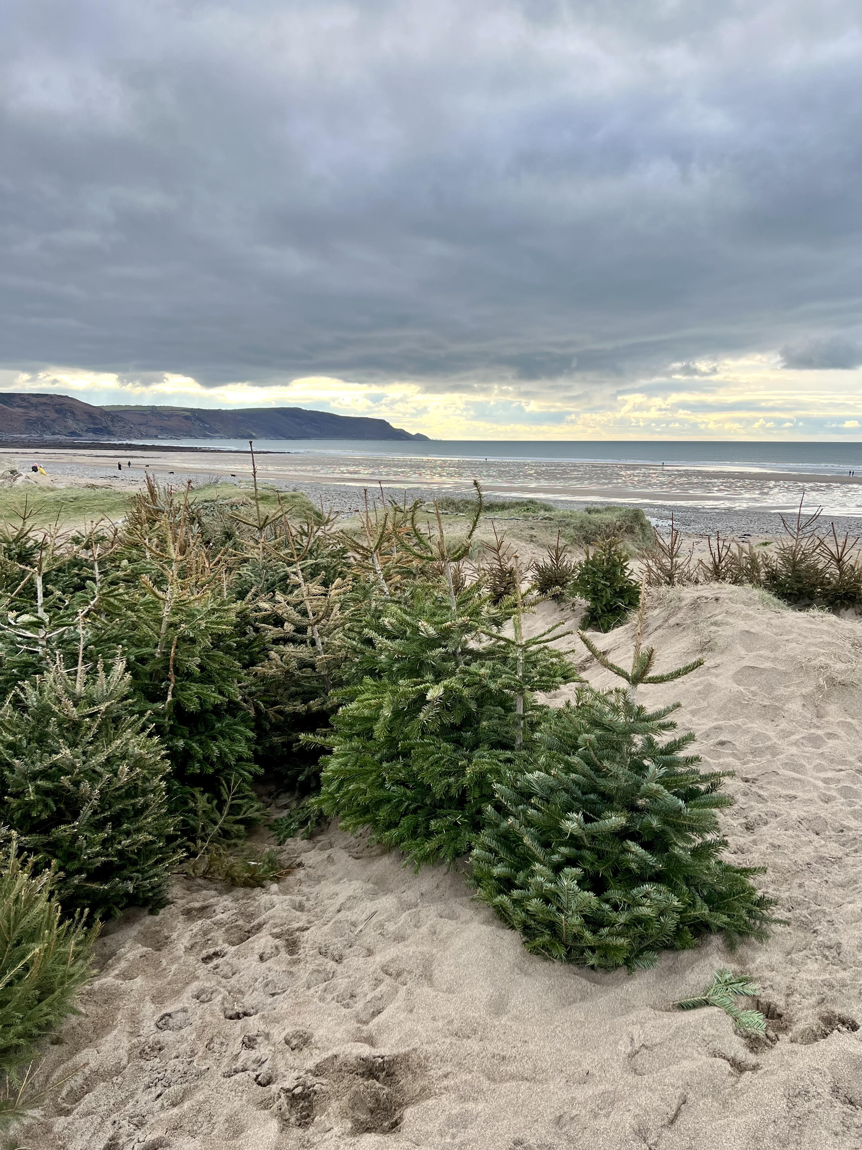 Christmas trees planted to help prevent coastal erosion